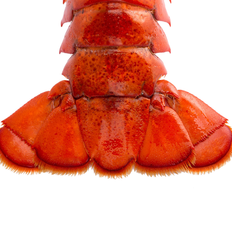Brazil lobster tail